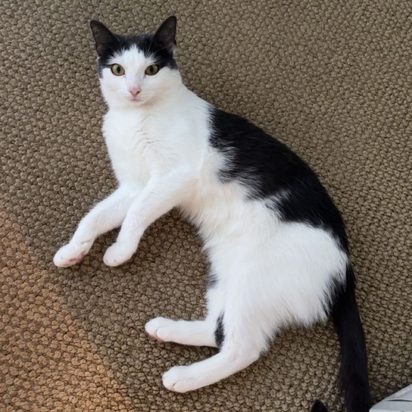 Meet your Posher, Amelia. - Picture 1 of 1